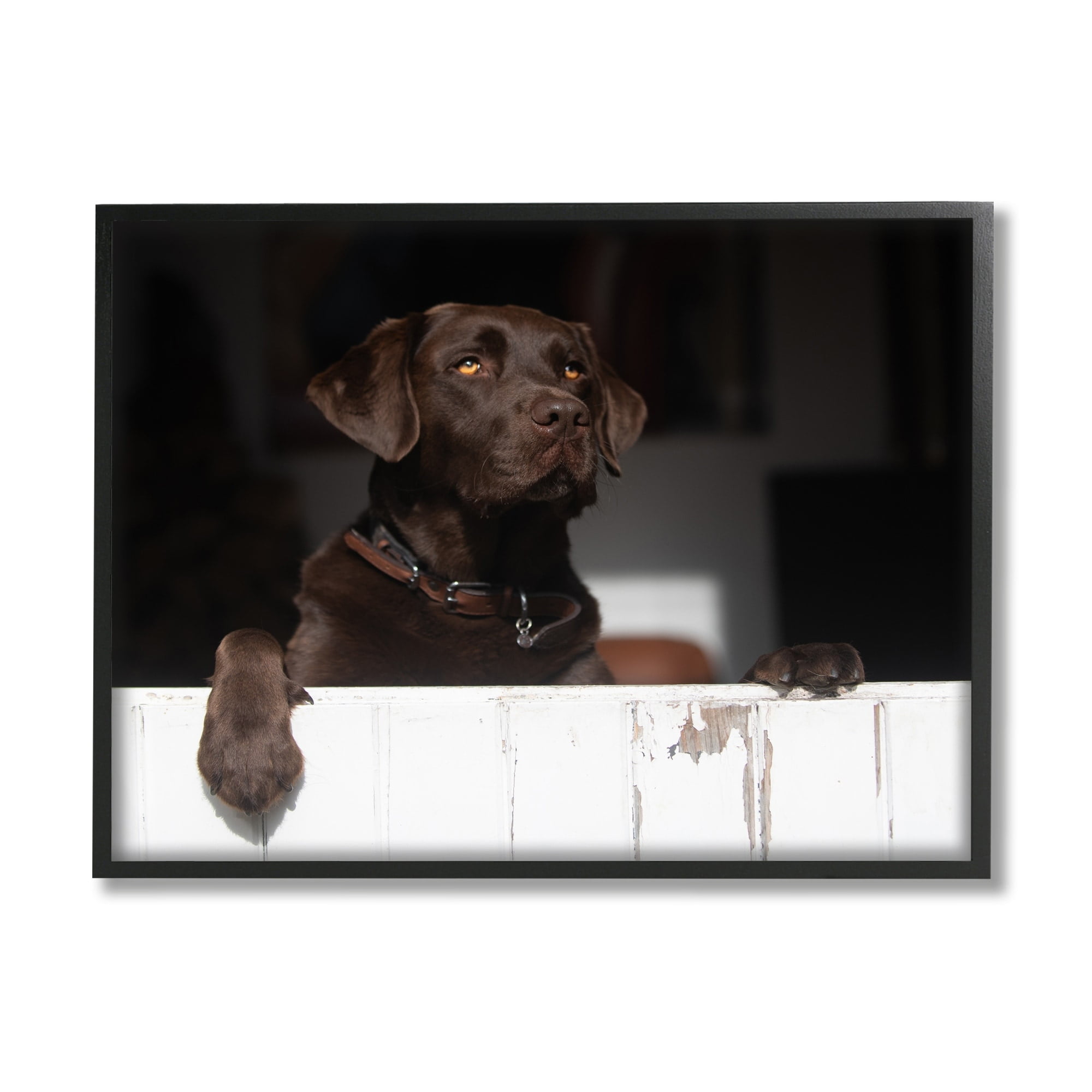 Stupell Industries Labrador Dog Overlooking Farm Leaning Barn Door Photograph Black Framed Art Print Wall Art, Design by James Dobson
