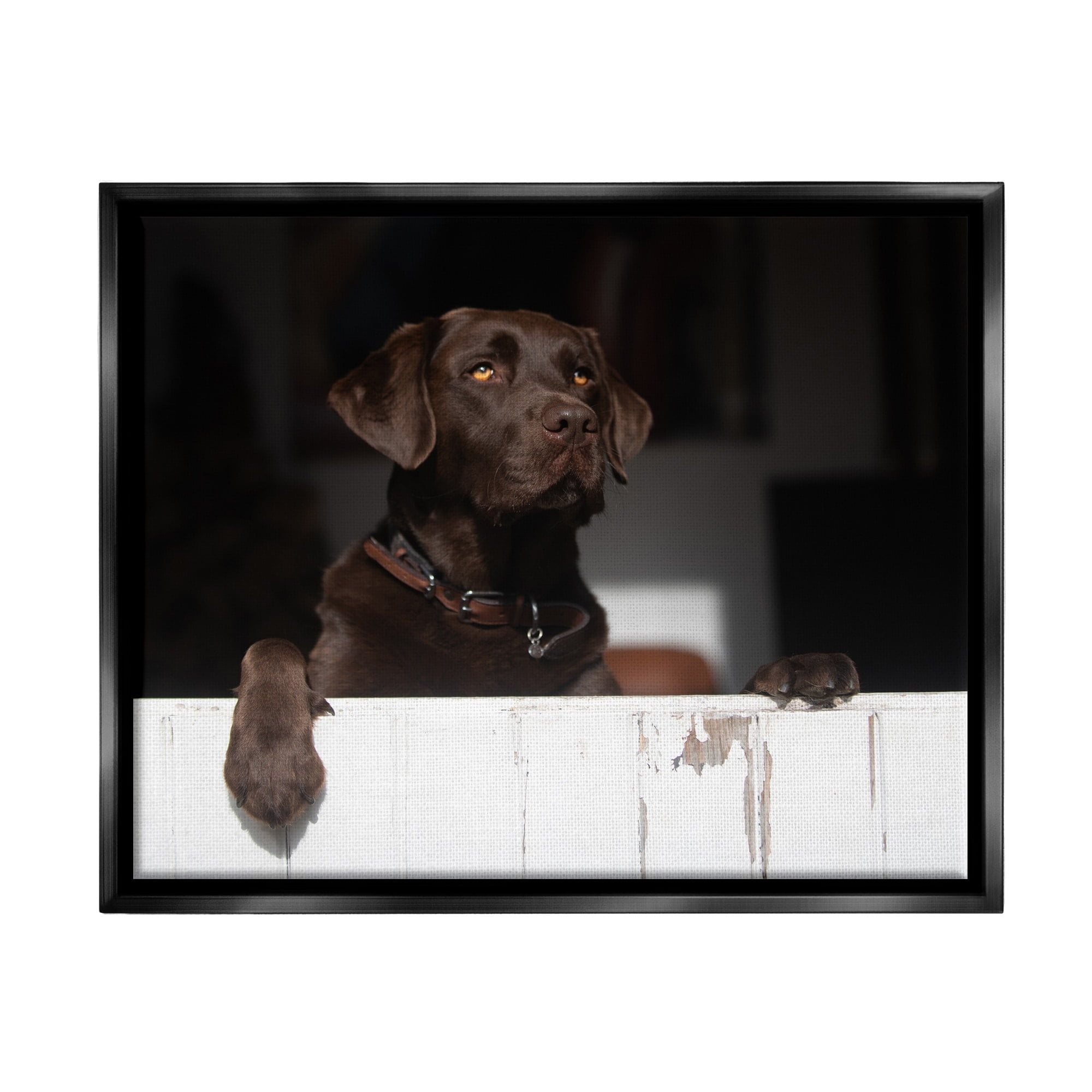 Stupell Industries Labrador Dog Overlooking Farm Leaning Barn Door Photograph Jet Black Floating Framed Canvas Print Wall Art, Design by James Dobson
