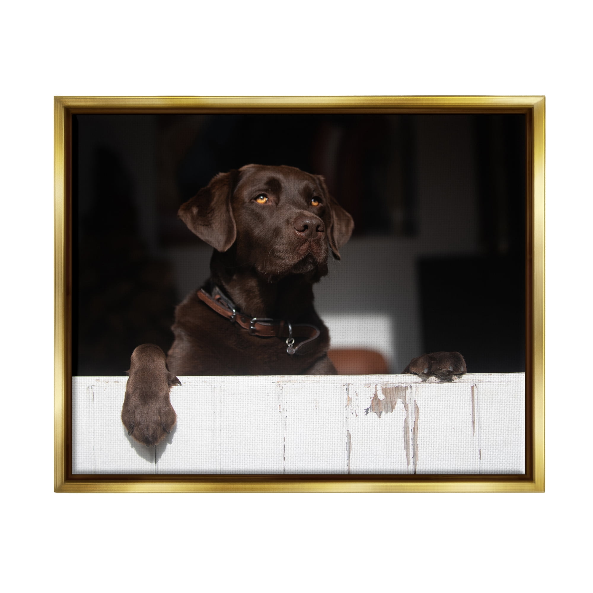 Stupell Industries Labrador Dog Overlooking Farm Leaning Barn Door Photograph Metallic Gold Floating Framed Canvas Print Wall Art, Design by James Dobson