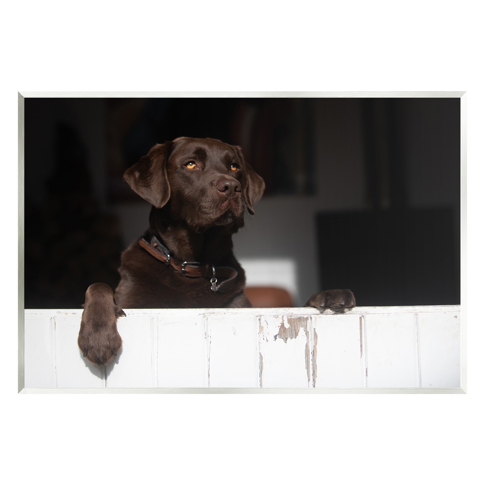 Stupell Industries Labrador Dog Overlooking Farm Leaning Barn Door Photograph Unframed Art Print Wall Art, Design by James Dobson