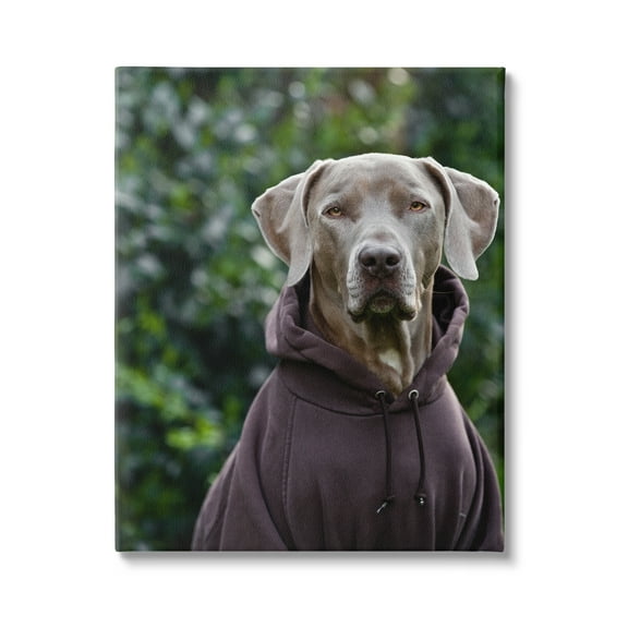 Stupell Industries Labrador Dog Wearing Sweatshirt Hoodie Detailed Photography Photograph Gallery Wrapped Canvas Print Wall Art, Design by Michael Brian