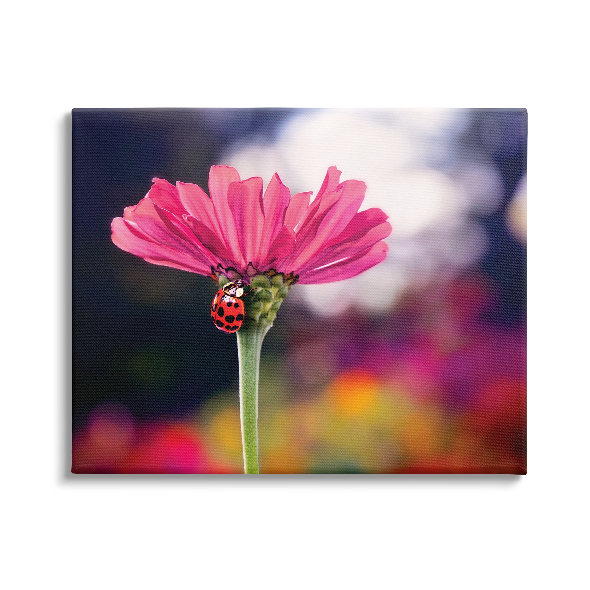 Stupell Industries Ladybug with Pink Flower Animals & Insects Photography Gallery Wrapped Canvas Print Wall Art, 30 x 24