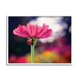 thumbnail image 1 of Stupell Industries Ladybug with Pink Flower Animals & Insects Photography White Framed Art Print Wall Art, 14 x 11, 1 of 9