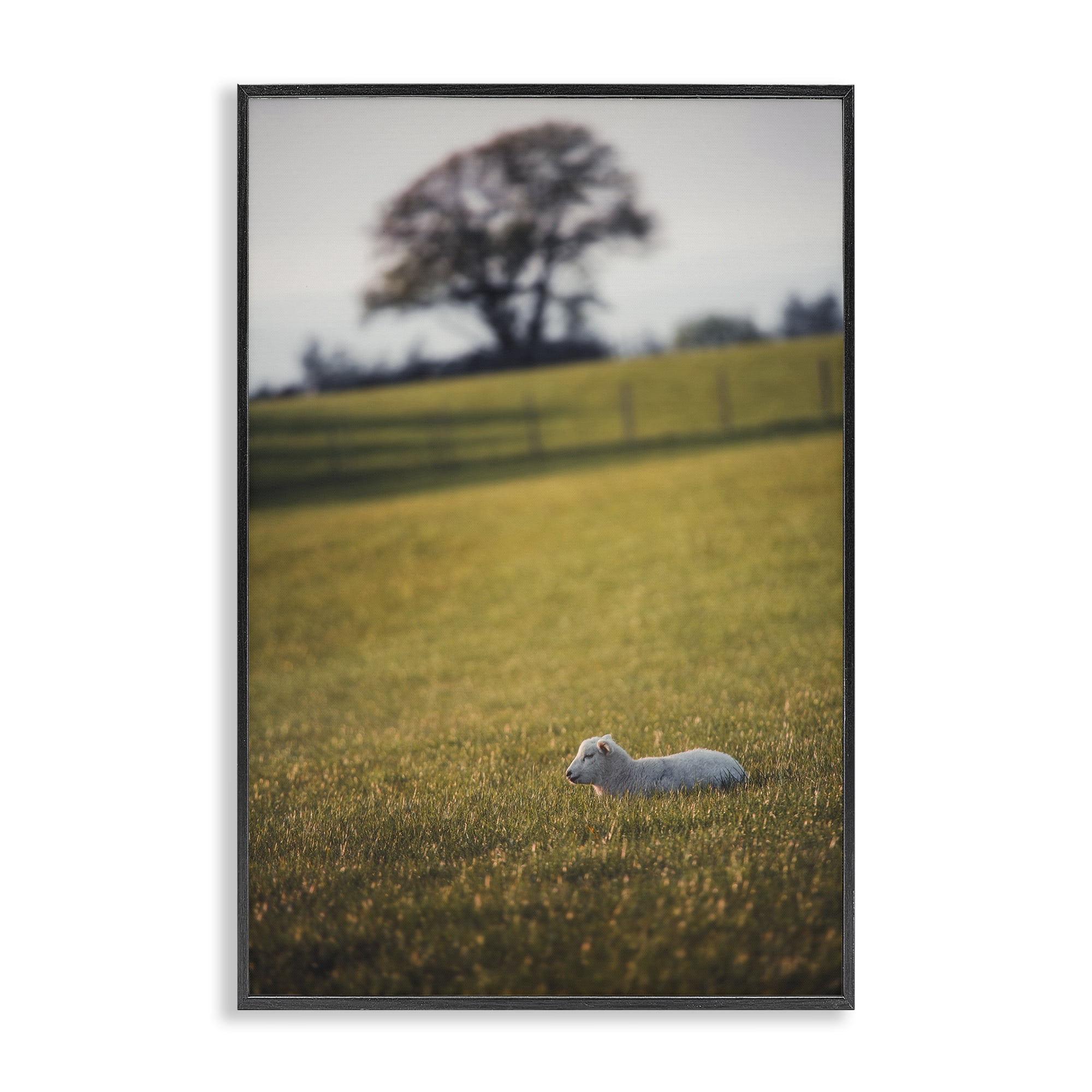 Stupell Industries Lamb in Lush Farmland Landscape & Nature Photography Black Framed Art Print Wall Art, 16 x 24