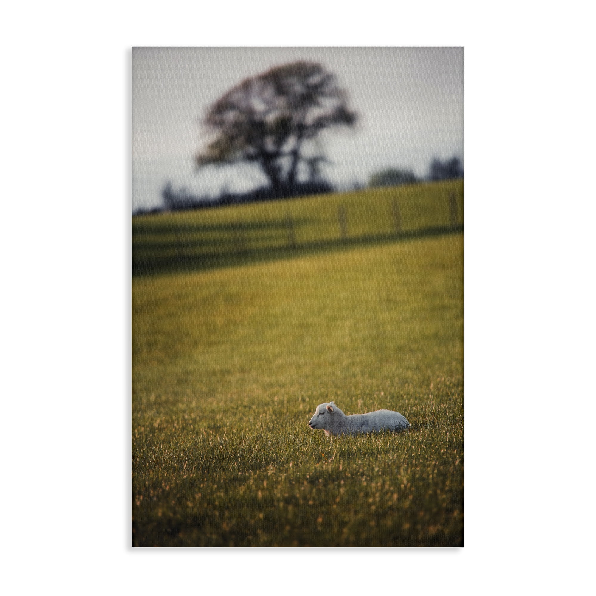 Stupell Industries Lamb in Lush Farmland Landscape & Nature Photography Wrapped Canvas Art Print Wall Art, 16 x 24