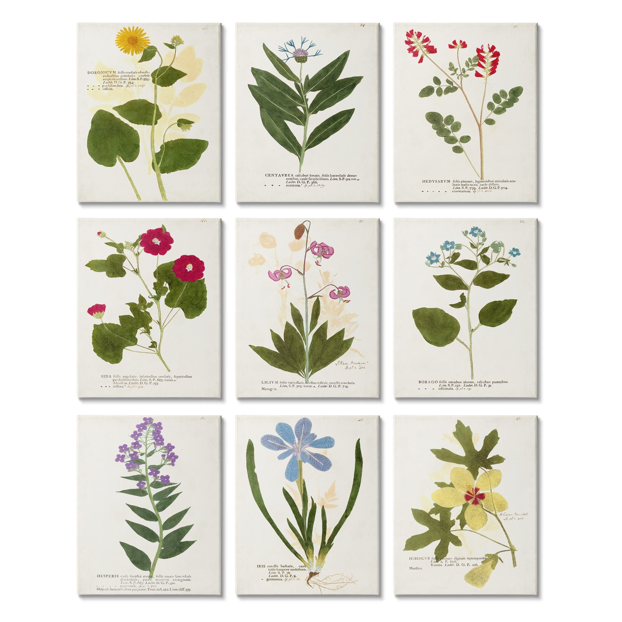 Stupell Industries Latin Botanical Flower Study Vintage Illustrations Antique Script, 11 x 14,Design by Vision Studio