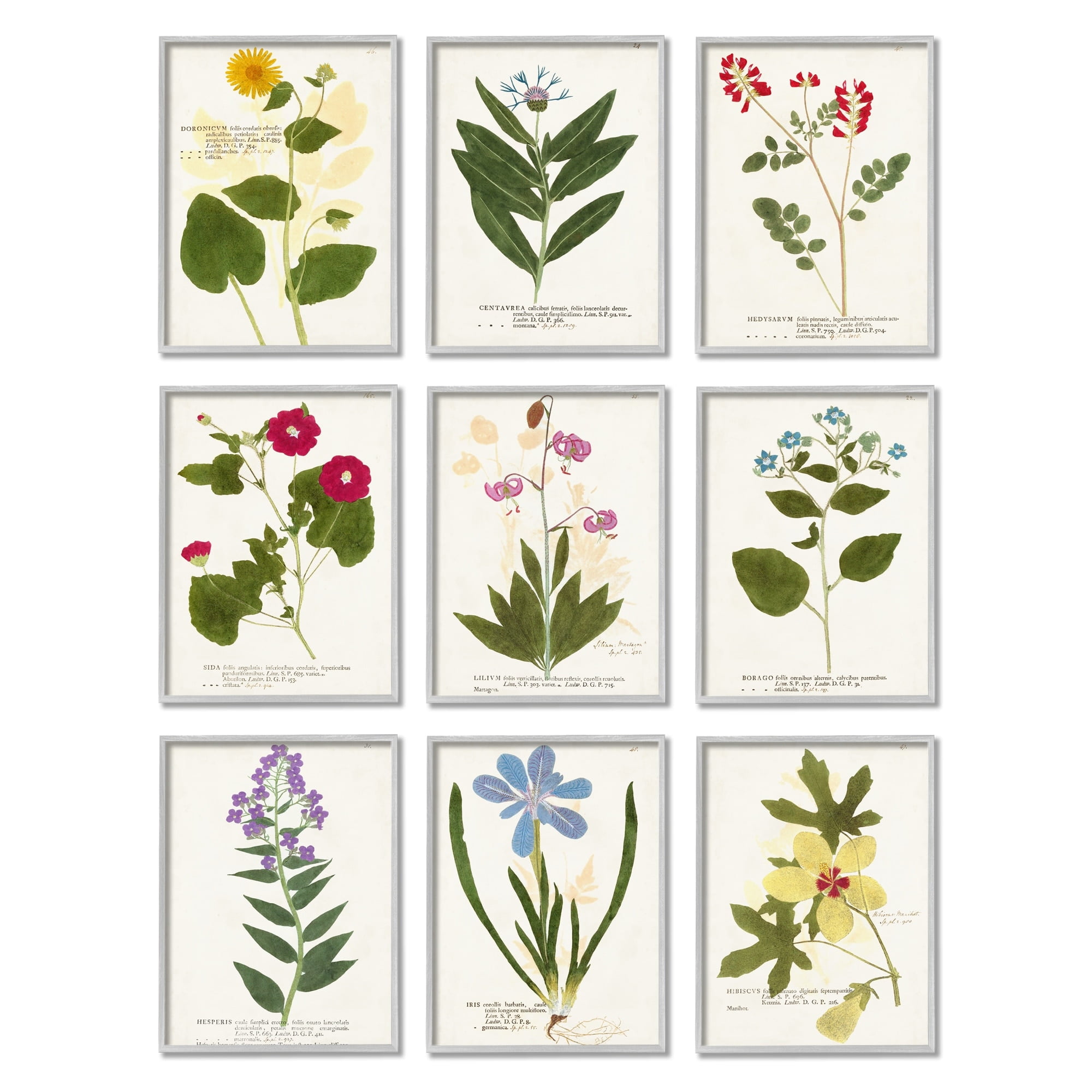 Stupell Industries Latin Botanical Flower Study Vintage Illustrations Antique Script Graphic Art Gray Framed Art Print Wall Art Set of 9, 11x14, by Vision Studio