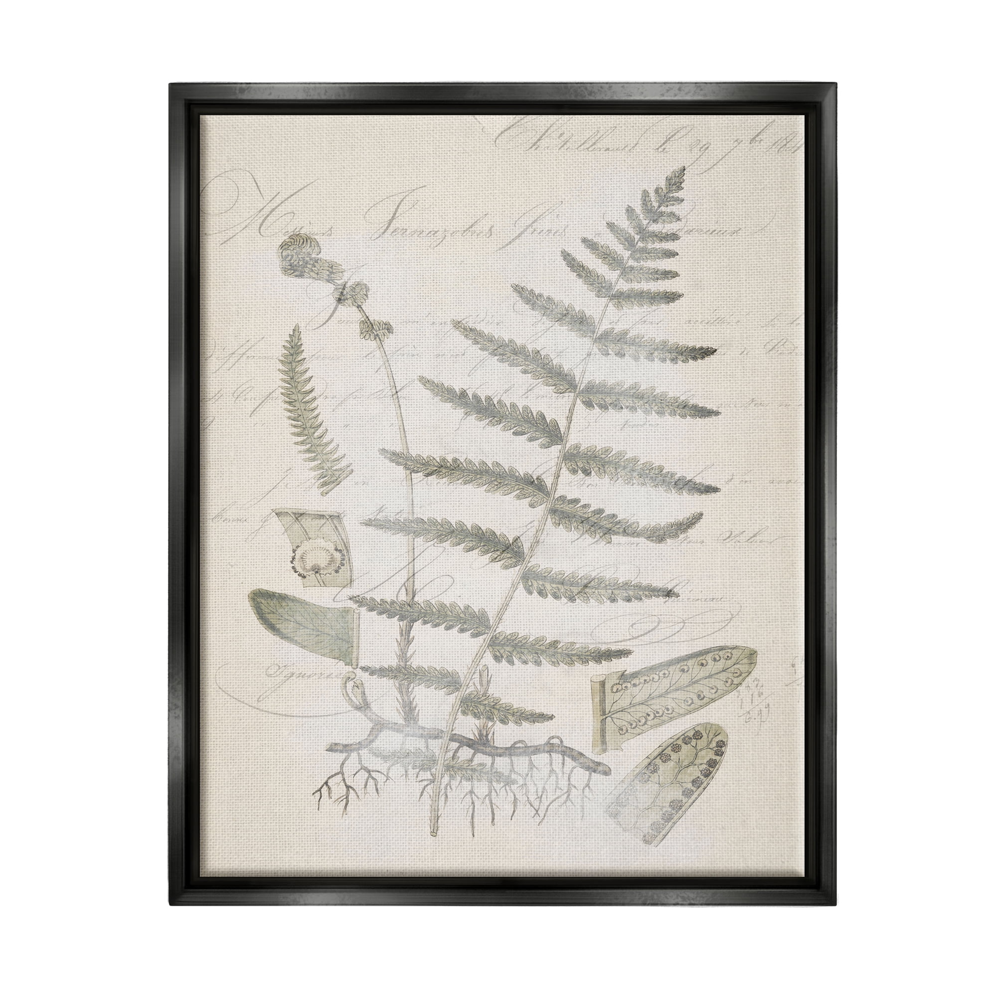 Stupell Industries Latin Study Vintage Fern Botanical Botanical & Floral Drawing Black Floater Framed Art Print Wall Art