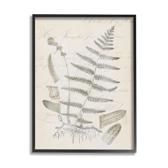 Stupell Industries Latin Study Vintage Fern Botanical Botanical & Floral Drawing Black Framed Art Print Wall Art