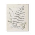 thumbnail image 1 of Stupell Industries Latin Study Vintage Fern Botanical Botanical & Floral Drawing Gallery Wrapped Canvas Print Wall Art, 1 of 5