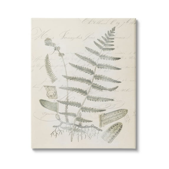 Stupell Industries Latin Study Vintage Fern Botanical Botanical & Floral Drawing Gallery Wrapped Canvas Print Wall Art