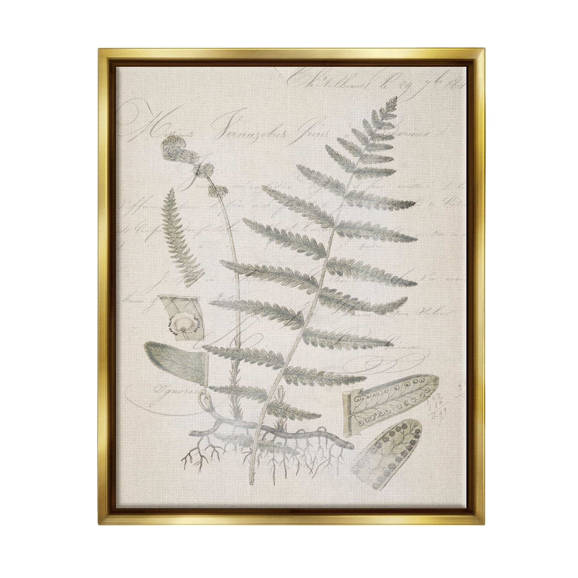 Stupell Industries Latin Study Vintage Fern Botanical Botanical & Floral Drawing Gold Floater Framed Art Print Wall Art