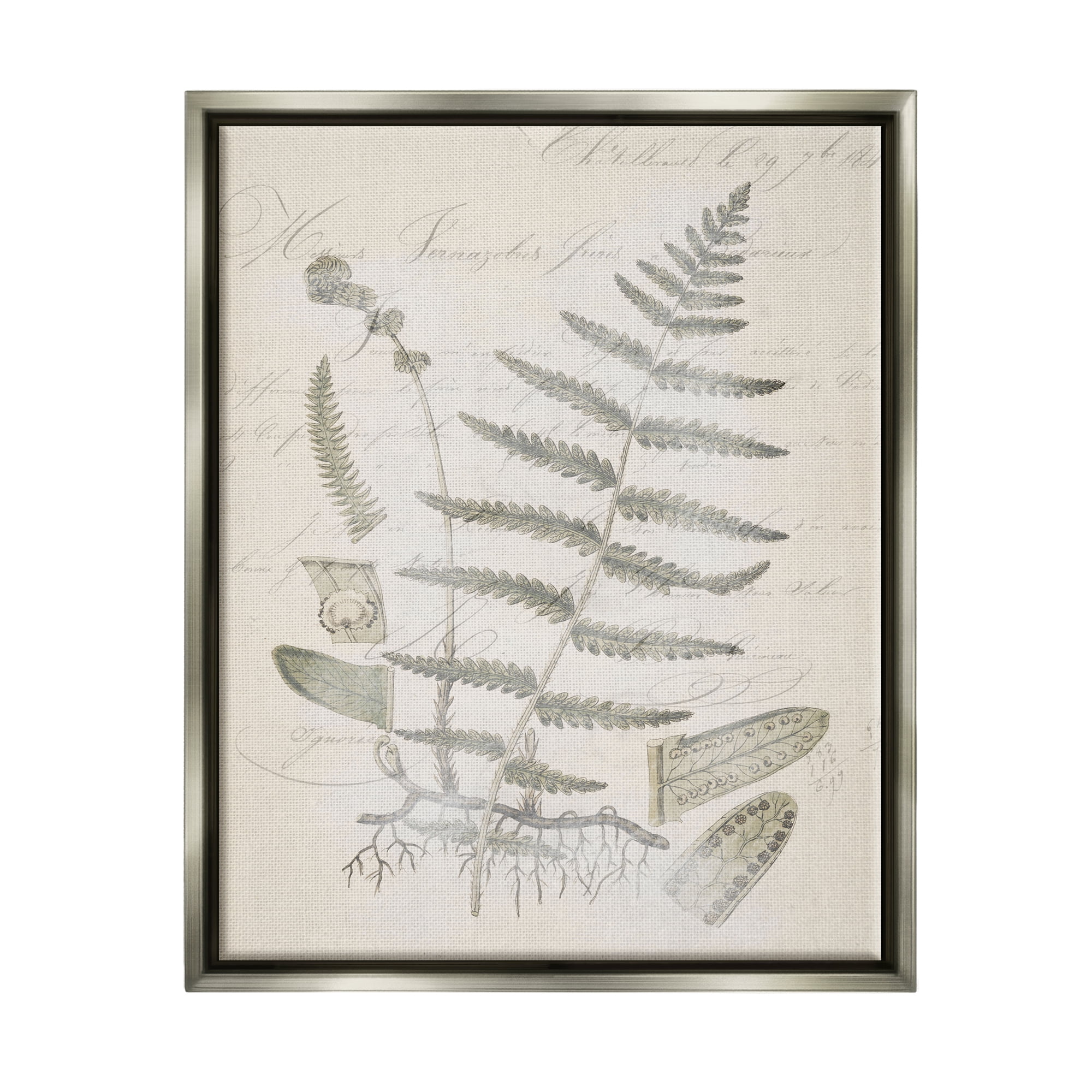 Stupell Industries Latin Study Vintage Fern Botanical Botanical & Floral Drawing Gray Floater Framed Art Print Wall Art