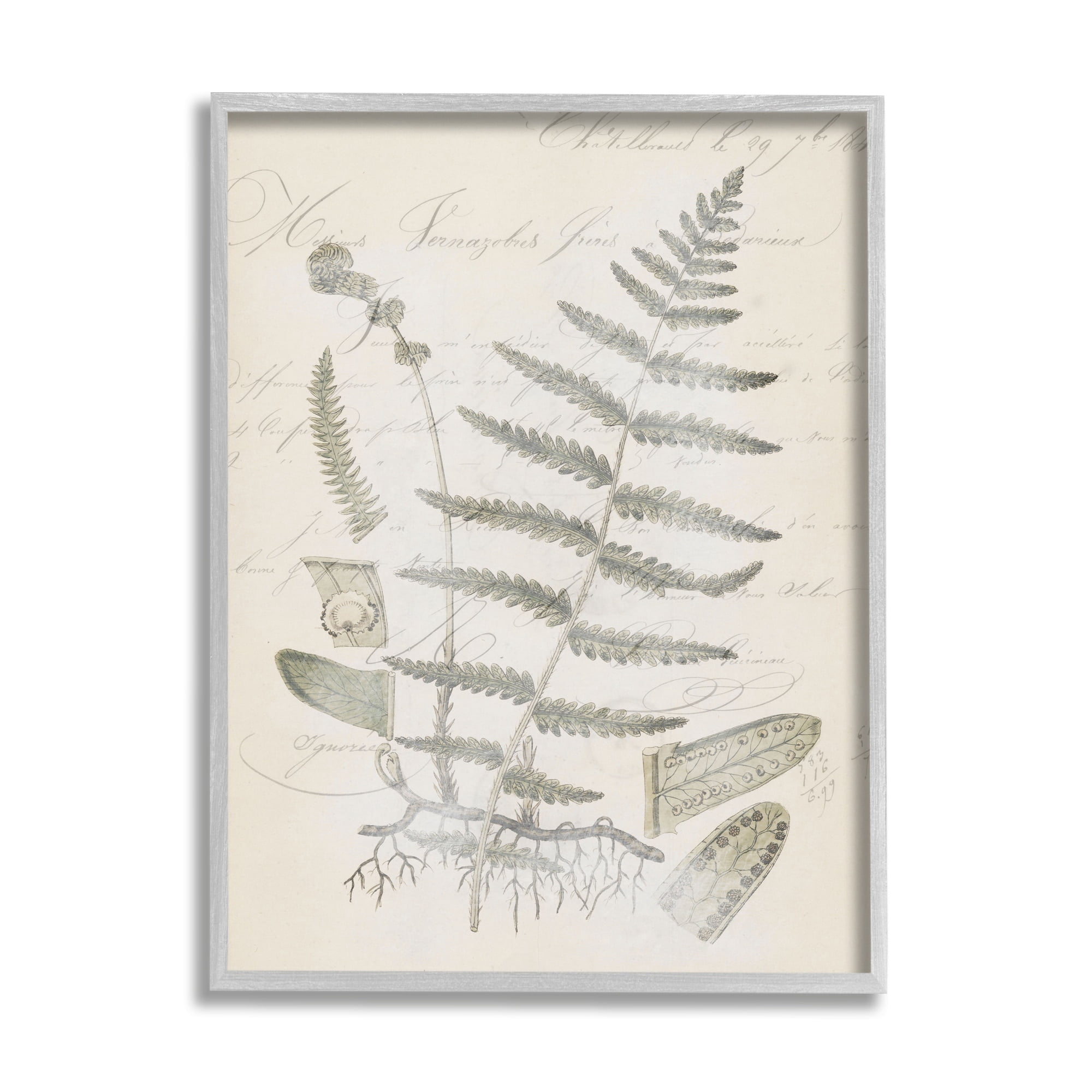 Stupell Industries Latin Study Vintage Fern Botanical Botanical & Floral Drawing Gray Framed Art Print Wall Art