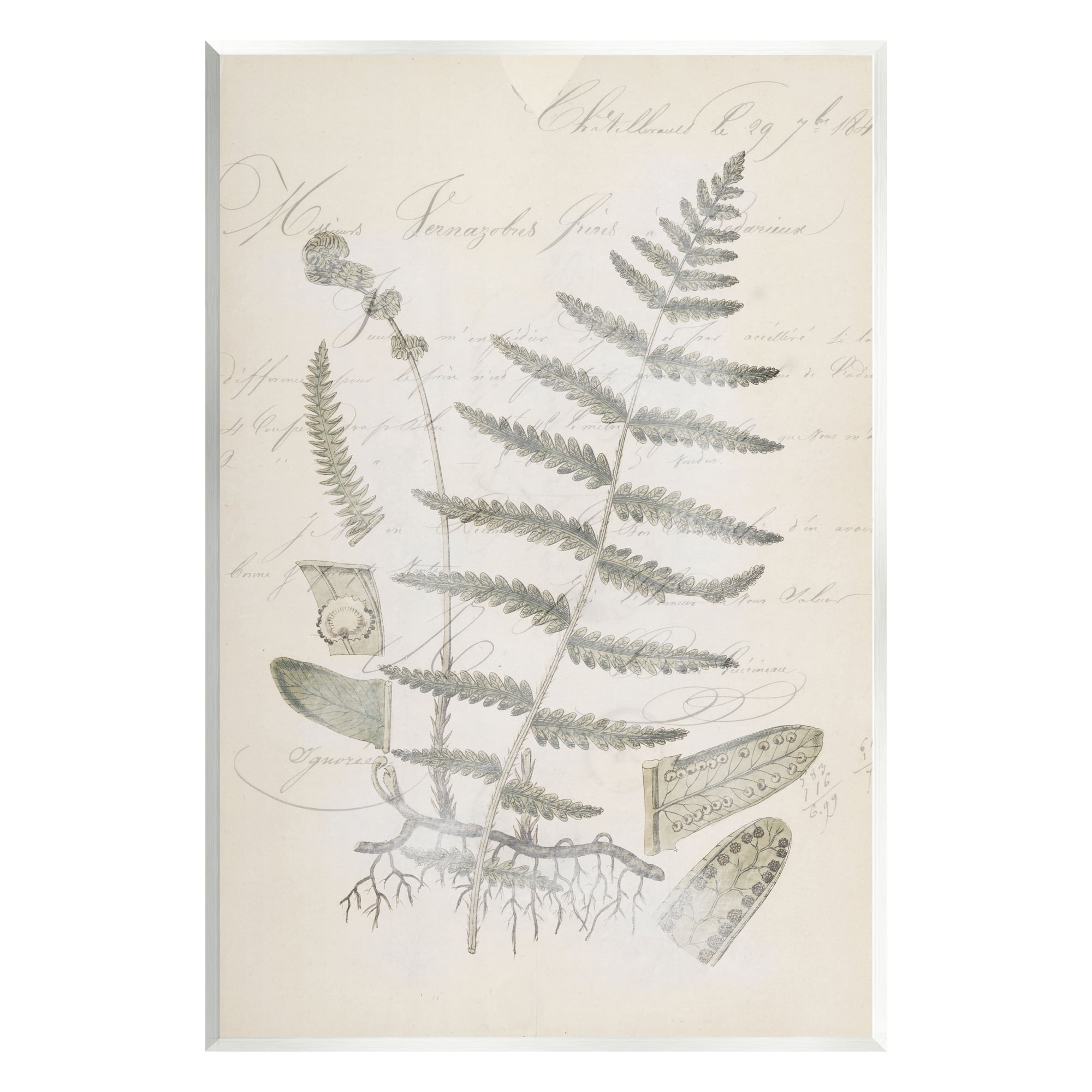 Stupell Industries Latin Study Vintage Fern Botanical Botanical & Floral Drawing Unframed Art Print Wall Art