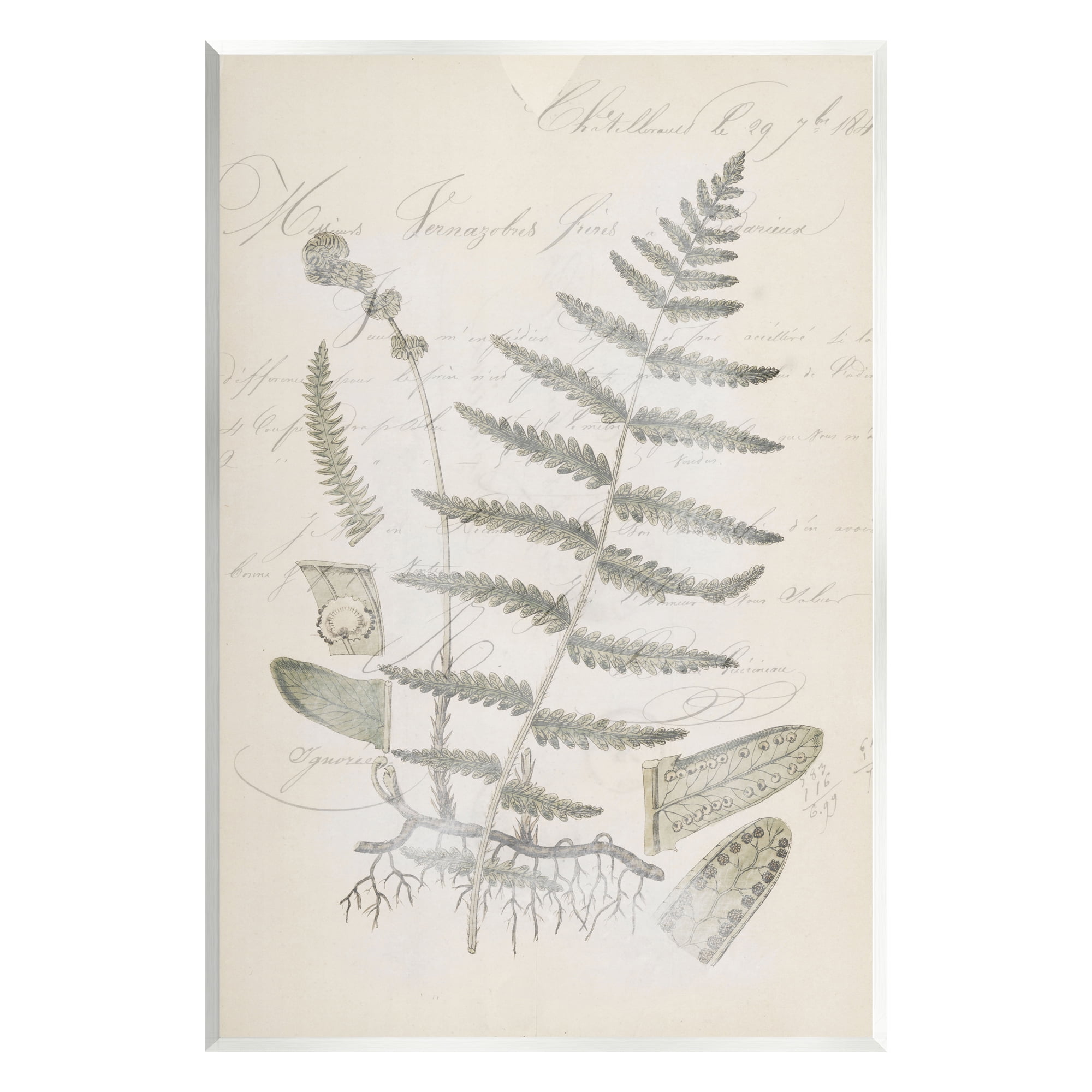 Vintage Botanical Fern Art Print on MDF Wood, 10 x 15
