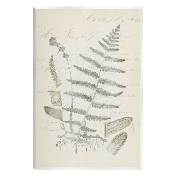 Stupell Industries Latin Study Vintage Fern Botanical Botanical & Floral Drawing Unframed Art Print Wall Art