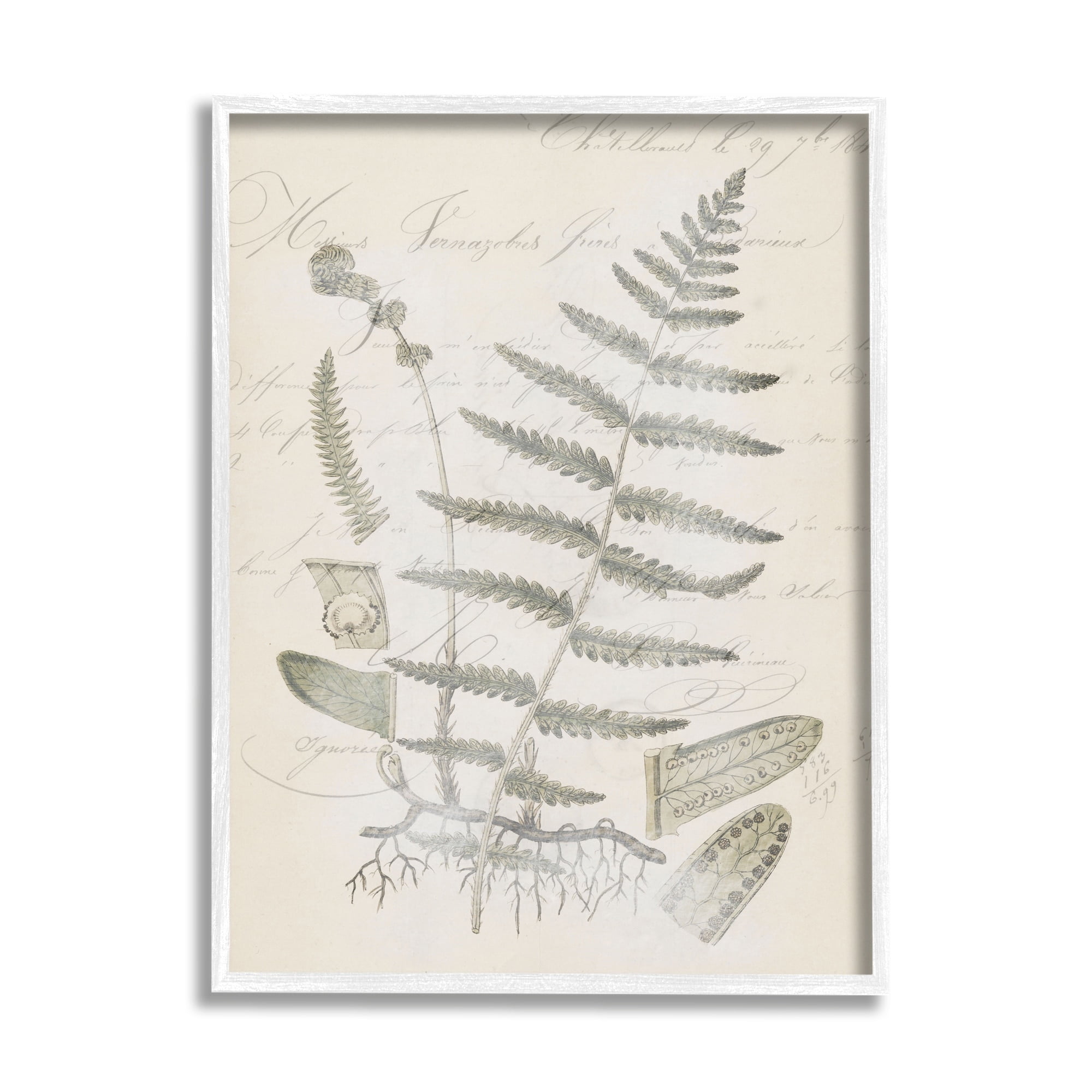 Stupell Industries Latin Study Vintage Fern Botanical Botanical & Floral Drawing White Framed Art Print Wall Art