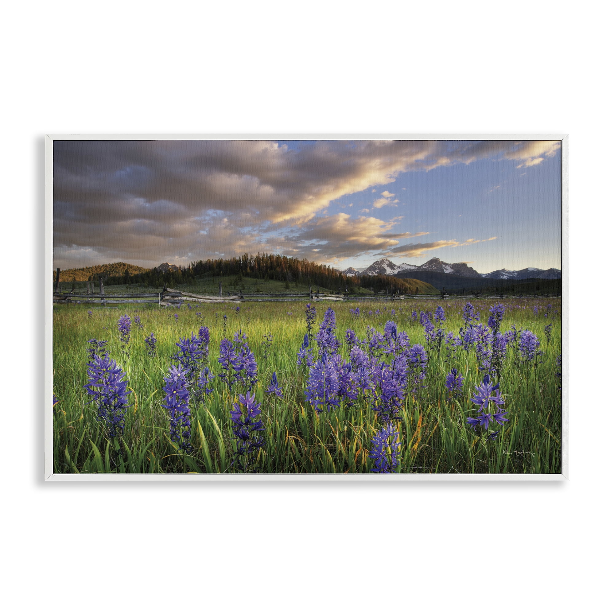 Stupell Industries Lavender Bloom Meadows Landscape & Nature Photography White Framed Art Print Wall Art, 24 x 16