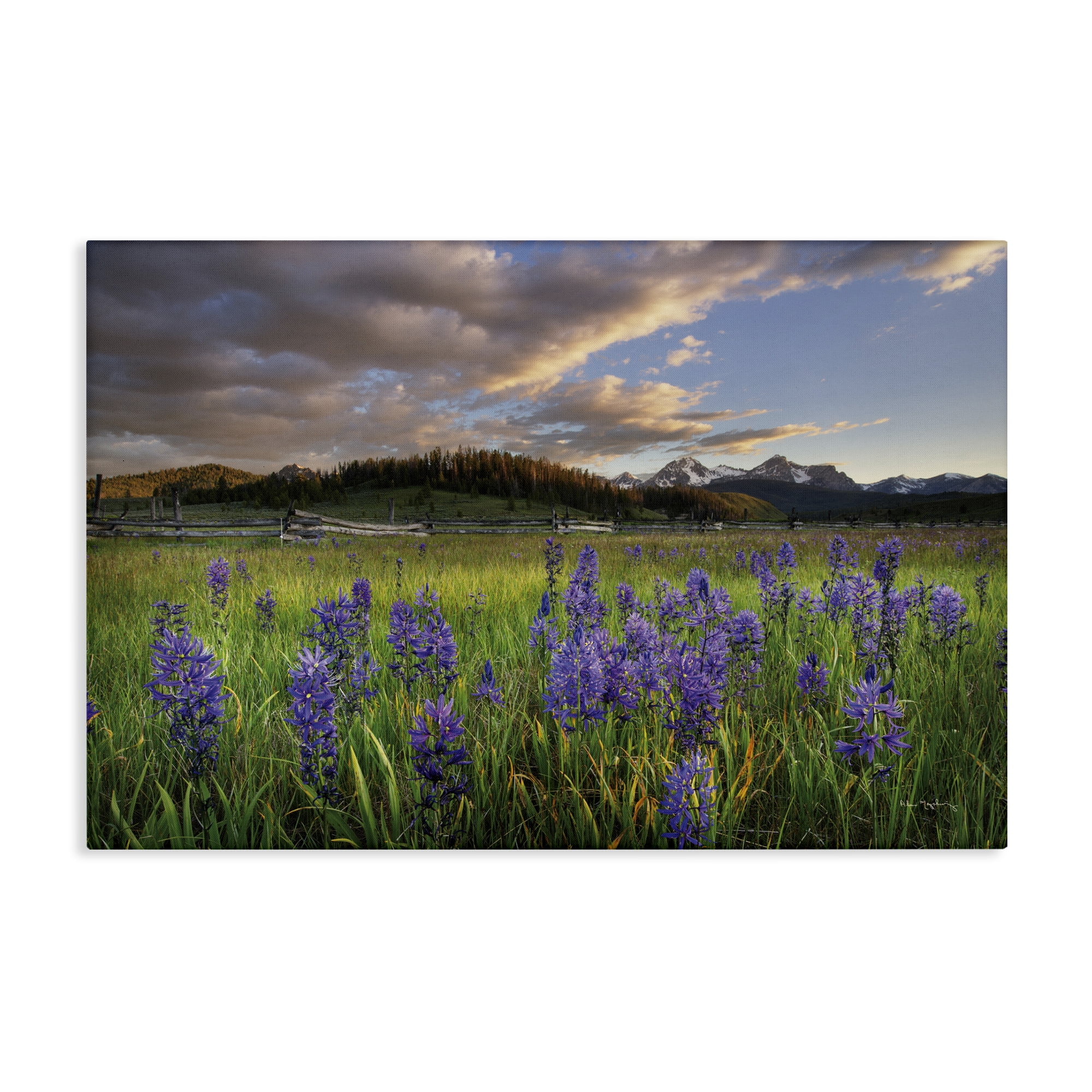 Stupell Industries Lavender Bloom Meadows Landscape & Nature Photography Wrapped Canvas Art Print Wall Art, 24 x 16