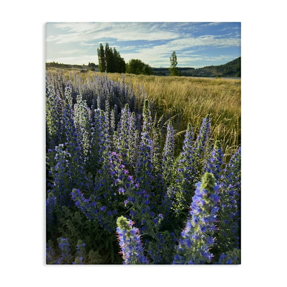 Stupell Industries Lavender Fields Landscape Landscape Photography Gallery Wrapped Canvas Art Print Wall Art, 16 x 20