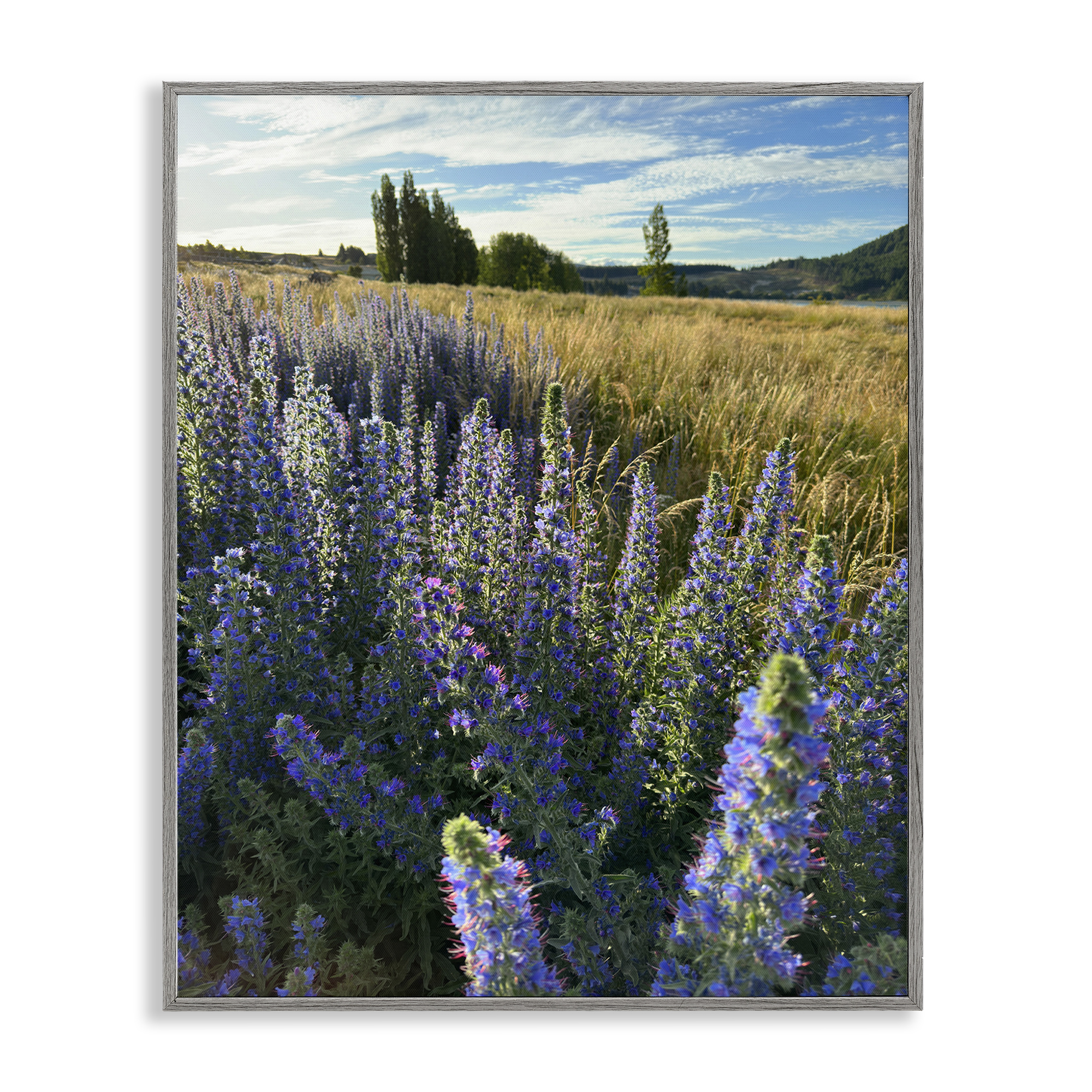 Stupell Industries Lavender Fields Landscape Landscape Photography Gray Framed Art Print Wall Art, 11 x 14