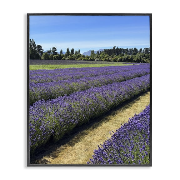 Stupell Industries Lavender Path Landscape Landscape Photography Black Framed Art Print Wall Art, 16 x 20