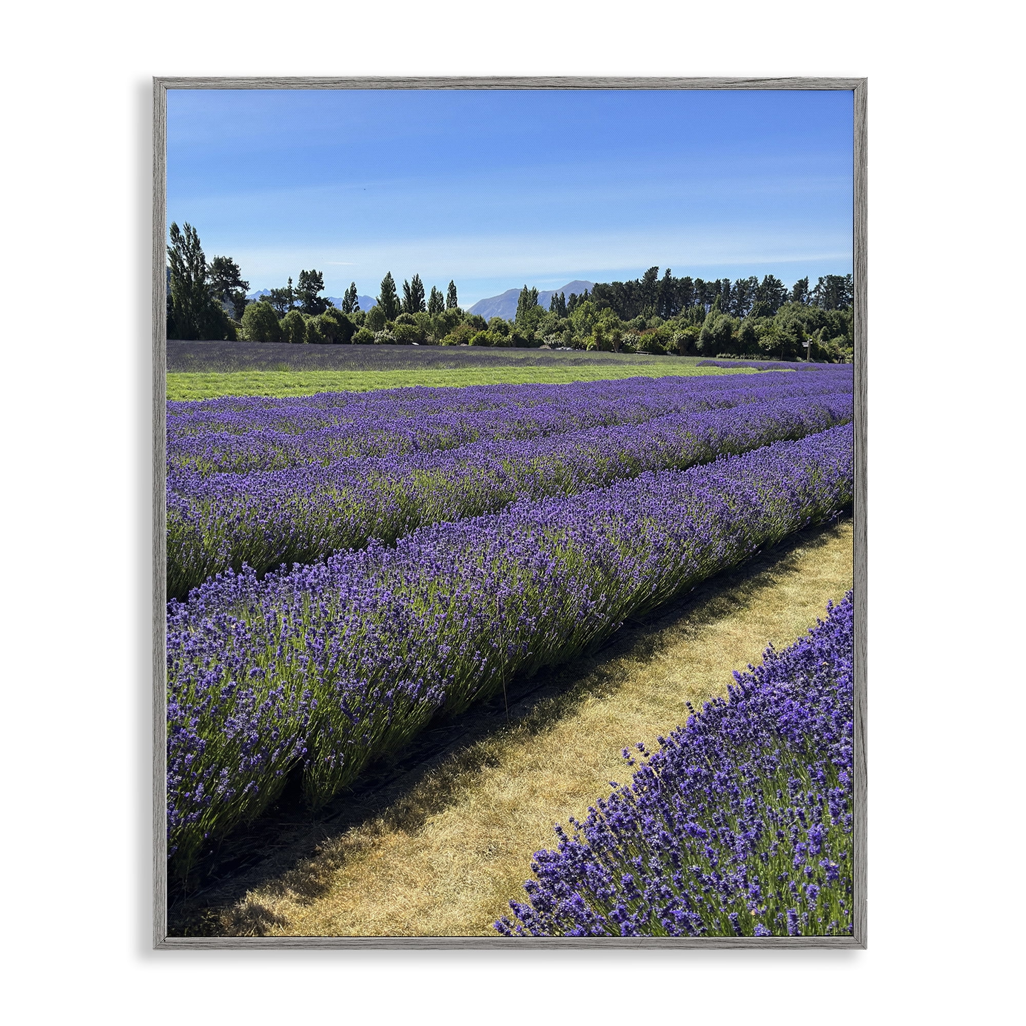 Stupell Industries Lavender Path Landscape Landscape Photography Gray Framed Art Print Wall Art, 24 x 30