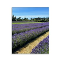 Stupell Industries Lavender Path Landscape Landscape Photography Unframed Art Print Wall Art, 11 x 14
