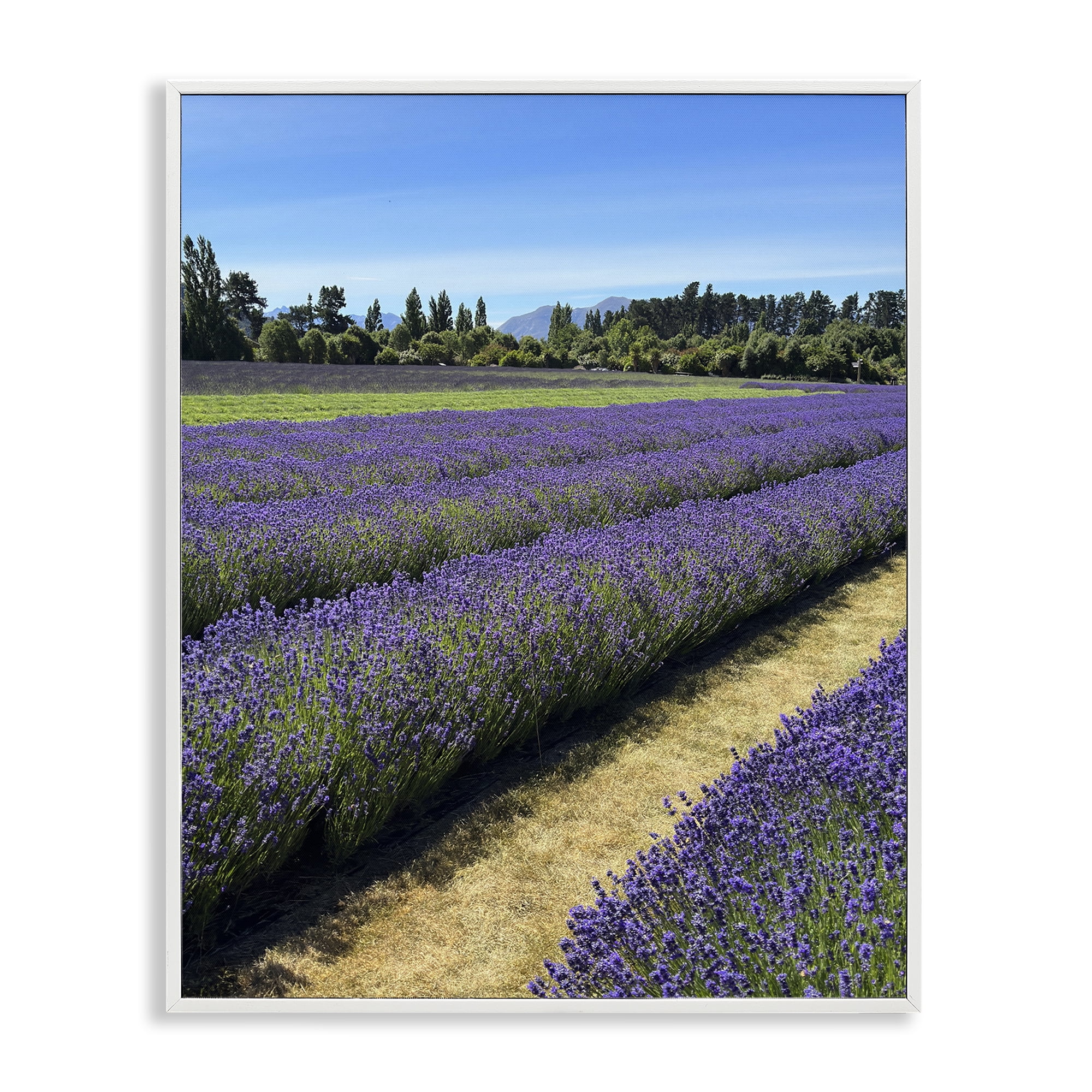 Stupell Industries Lavender Path Landscape Landscape Photography White Framed Art Print Wall Art, 16 x 20