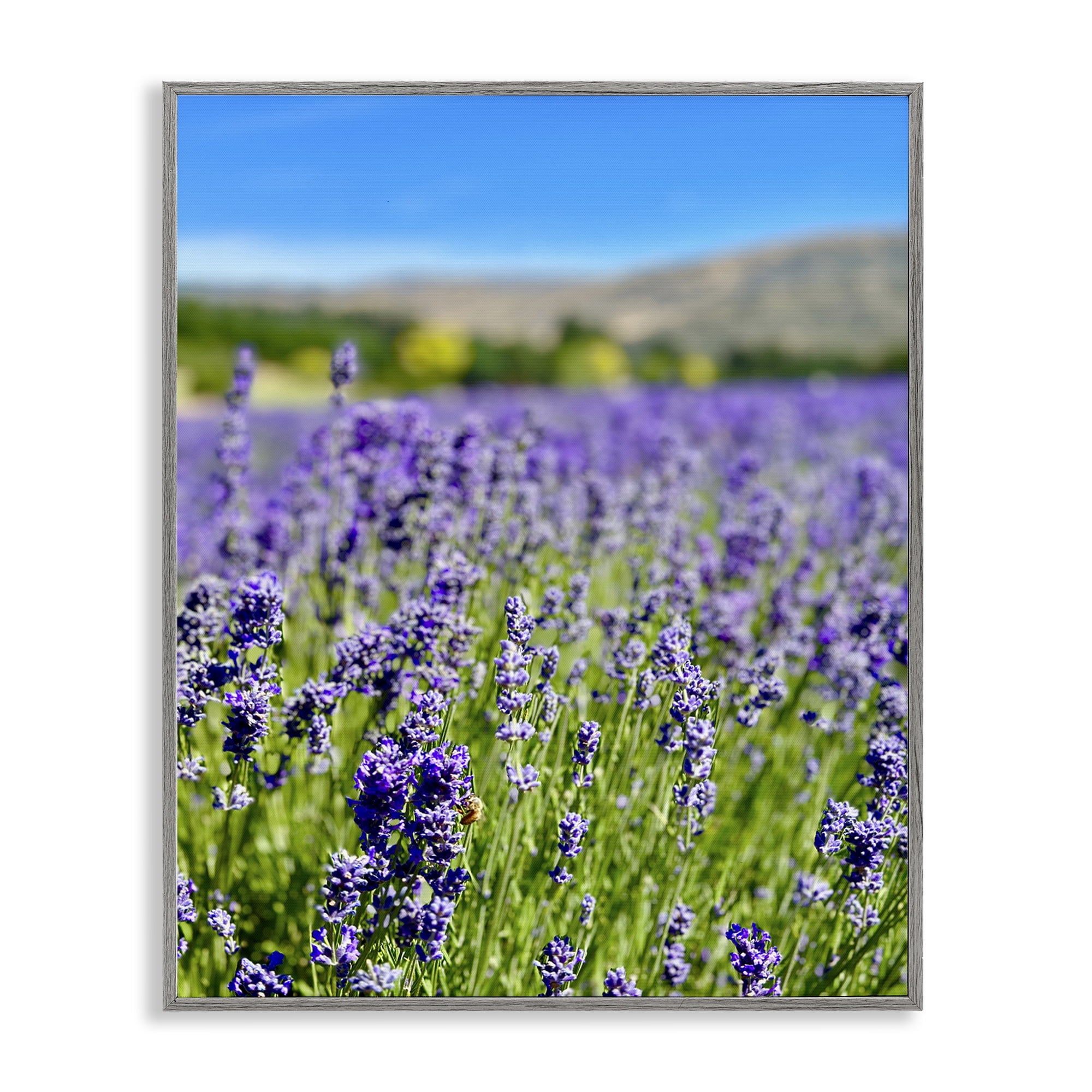 Stupell Industries Lavender in the Wind Landscape Photography Gray Framed Art Print Wall Art, 24 x 30