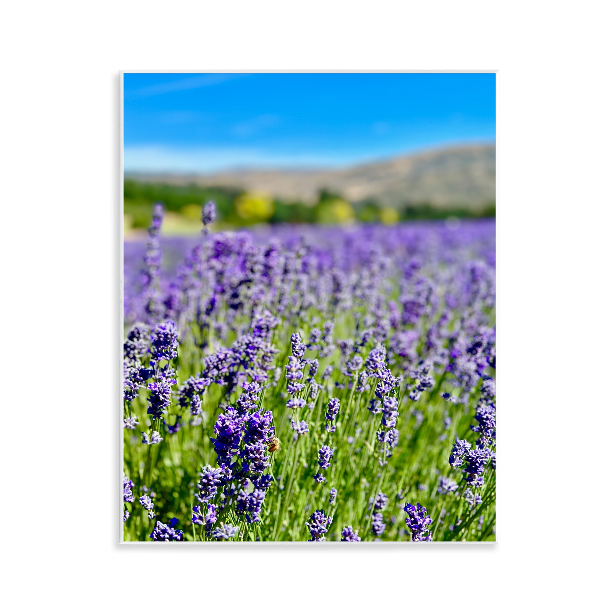 Stupell Industries Lavender in the Wind Landscape Photography Unframed Art Print Wall Art, 11 x 14