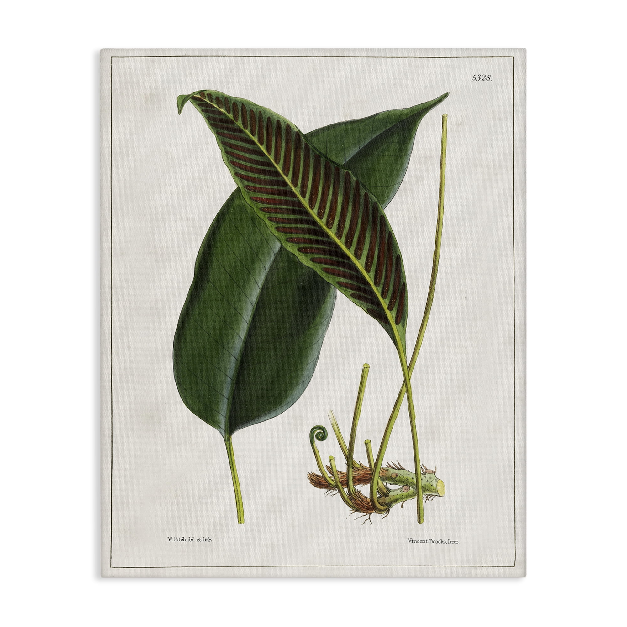 Stupell Industries Leaf and its Underside Study Plants & Flowers Painting Wrapped Canvas Art Print Wall Art, 16 x 20