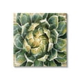 thumbnail image 1 of Stupell Industries Leafy Succulent Plant Nature Botanical & Floral Painting Gallery Wrapped Canvas Print Wall Art, 1 of 5