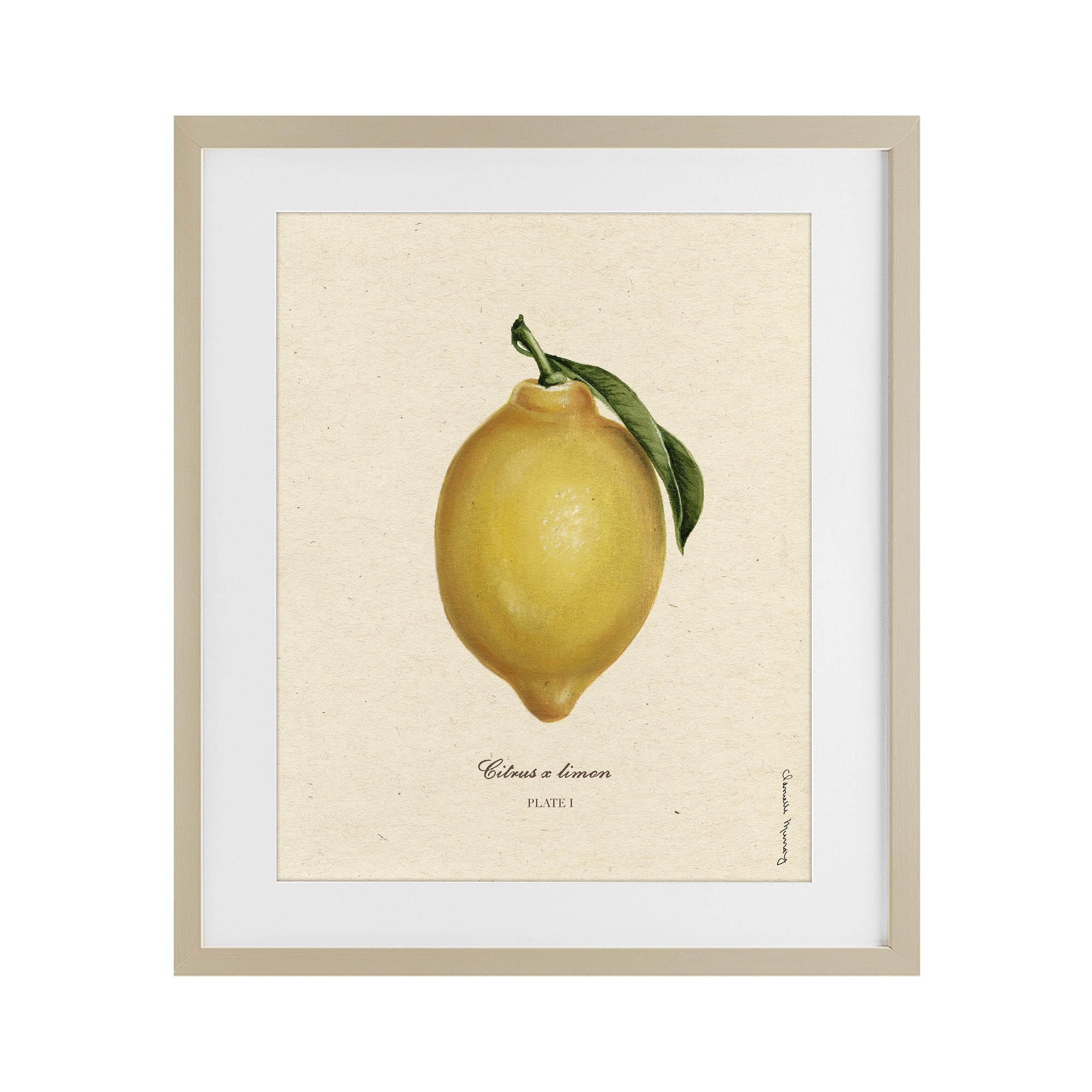 Stupell Industries Lemon Fruit Portrait Birch Framed Print Under Glass, design by Danielle Murray