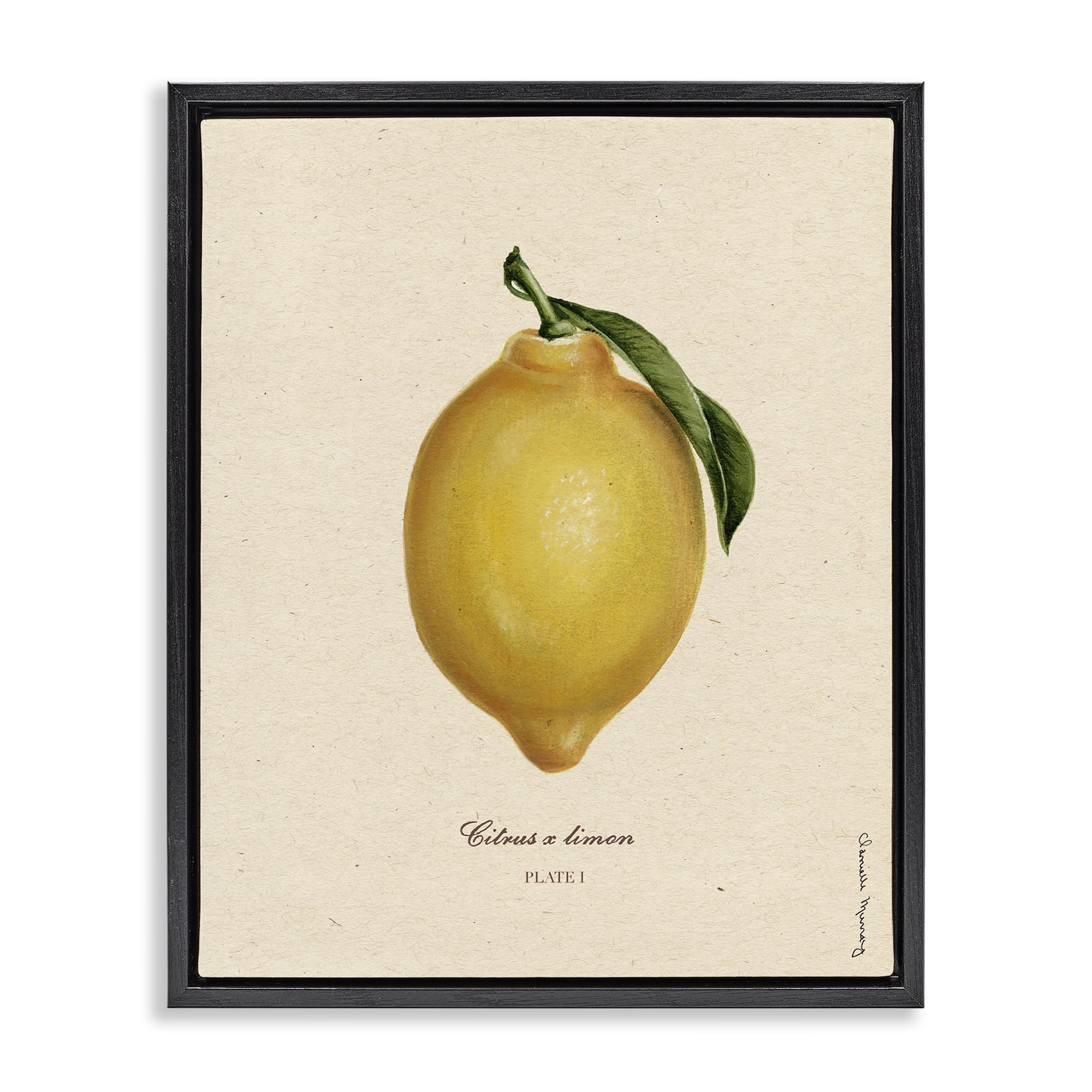 Stupell Industries Lemon Fruit Portrait Black Framed Floater Canvas Wall Art, design by Danielle Murray