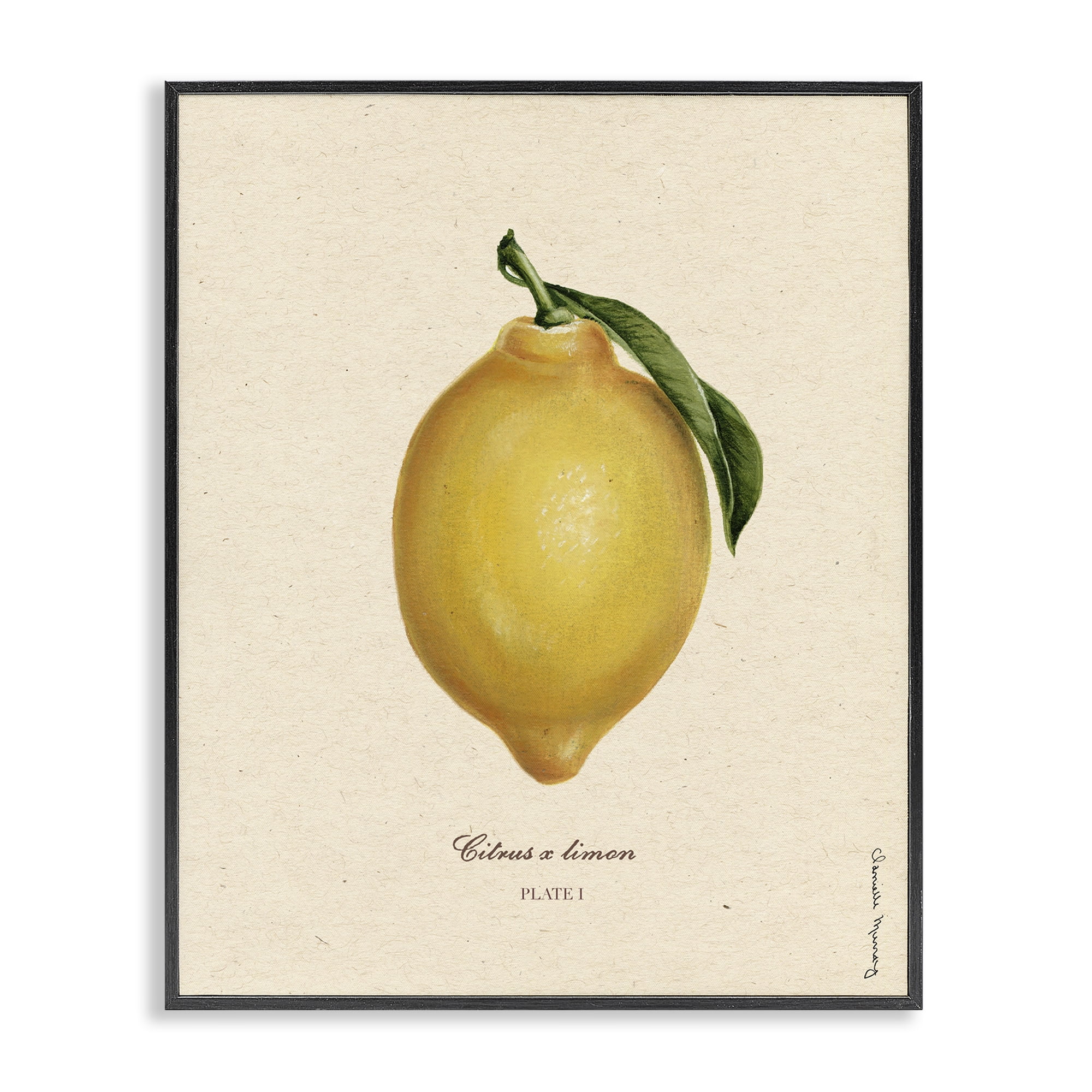 Stupell Industries Lemon Fruit Portrait Black Framed Giclee Art, design by Danielle Murray