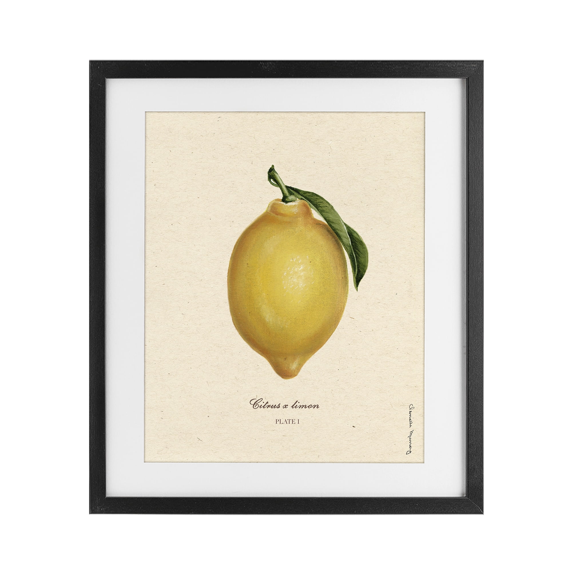 Stupell Industries Lemon Fruit Portrait Black Framed Print Under Glass, design by Danielle Murray