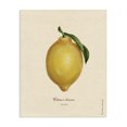 thumbnail image 1 of Stupell Industries French Country Lemon Fruit Portrait Canvas Art, 16 x 20, by Danielle Murray, 1 of 8