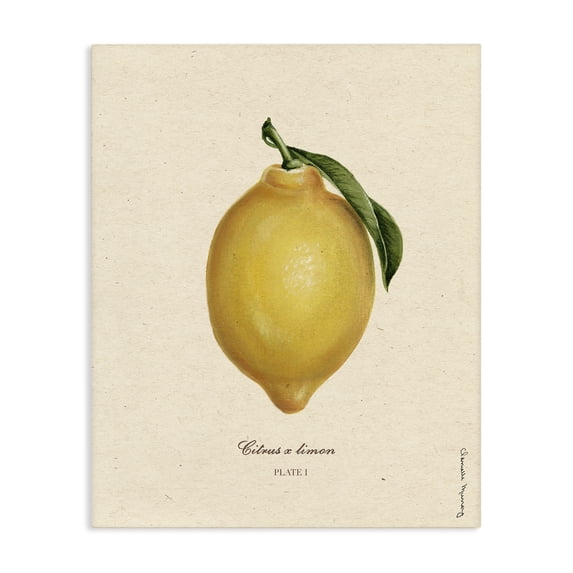 Stupell Industries French Country Lemon Fruit Portrait Canvas Art, 16 x 20, by Danielle Murray