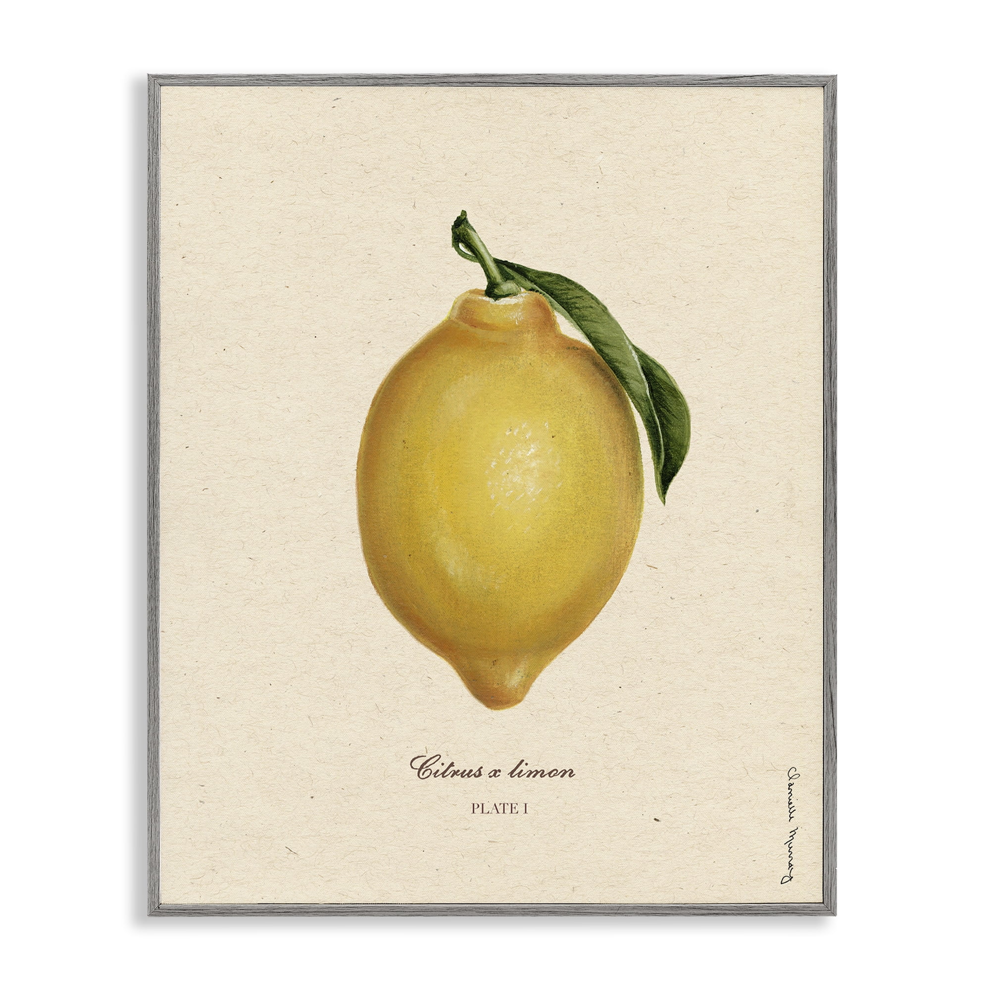 Stupell Industries Lemon Fruit Portrait Gray Framed Giclee Art, design by Danielle Murray