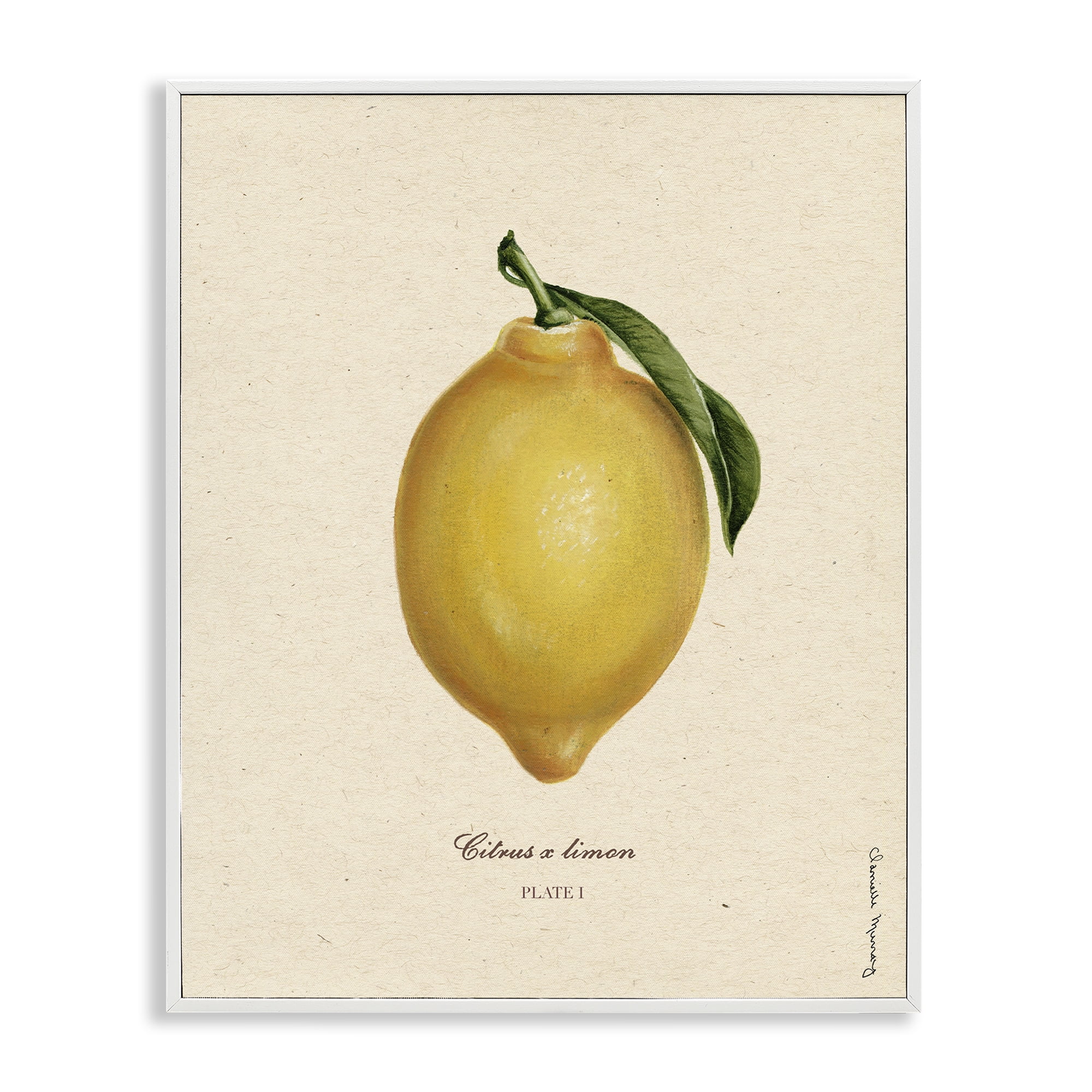 Stupell Industries Lemon Fruit Portrait White Framed Giclee Art, design by Danielle Murray