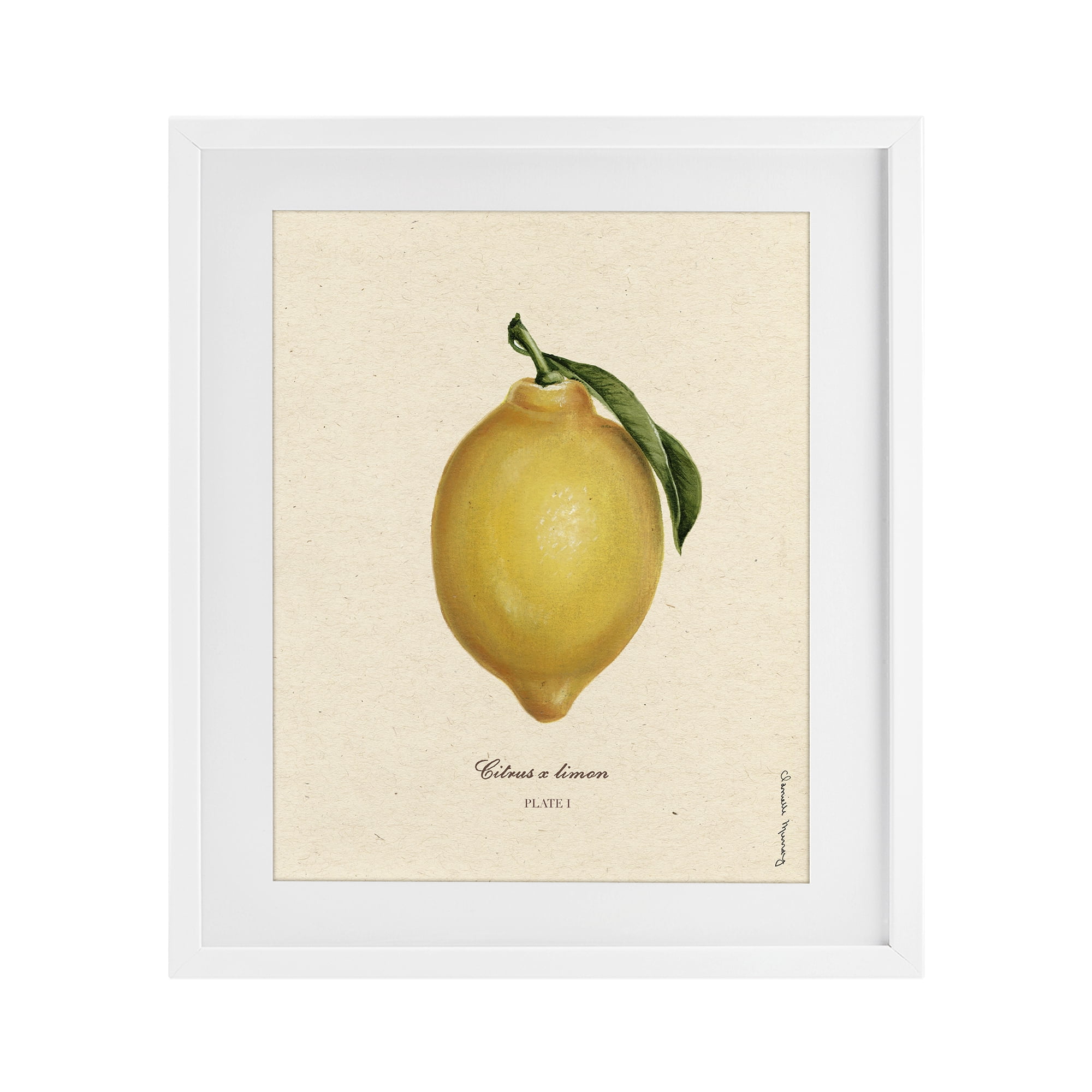 Stupell Industries Lemon Fruit Portrait White Framed Print Under Glass, design by Danielle Murray