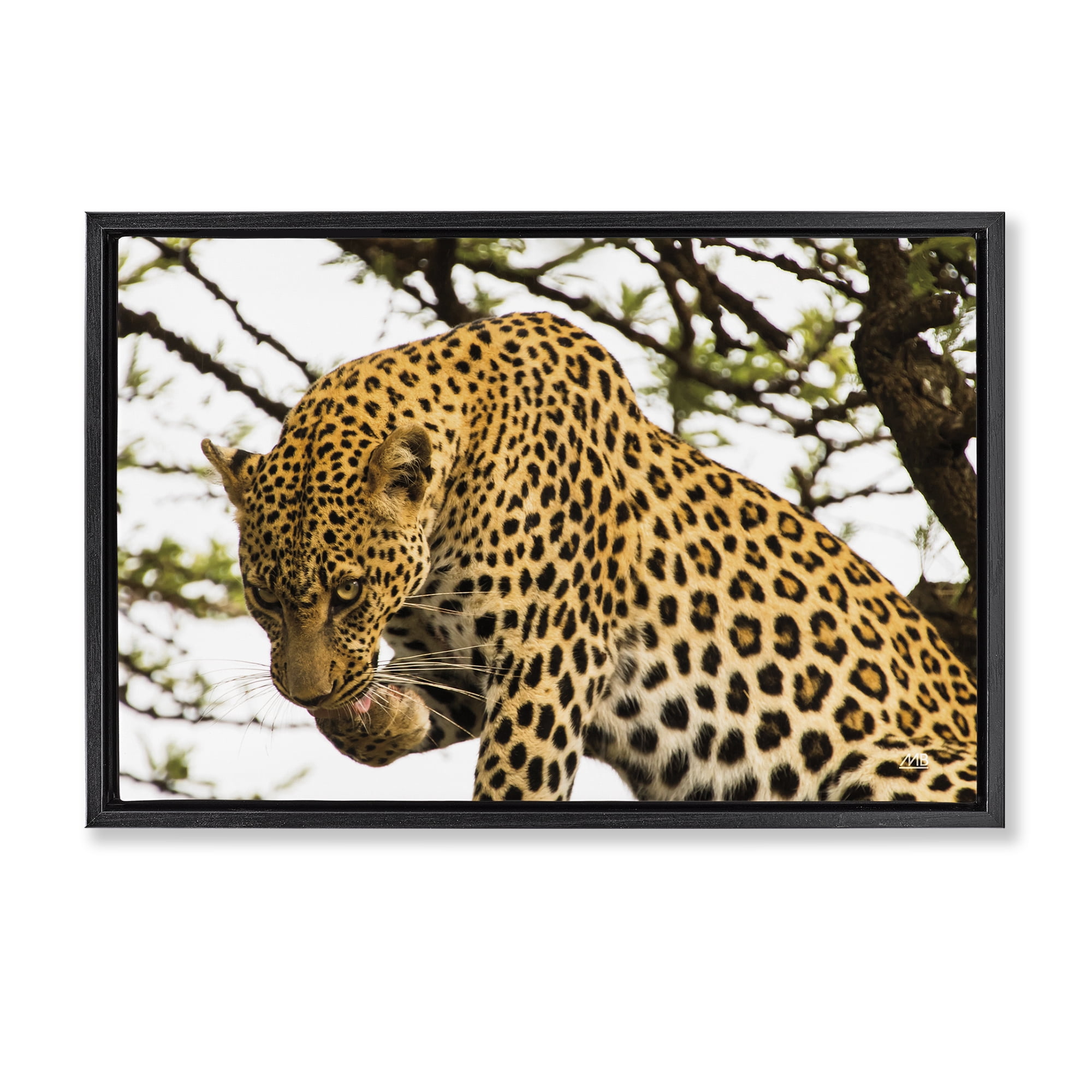 Stupell Industries Leopard After Lunch Animals Photography Black Floater Framed Canvas Art Print Wall Art, 31 x 21