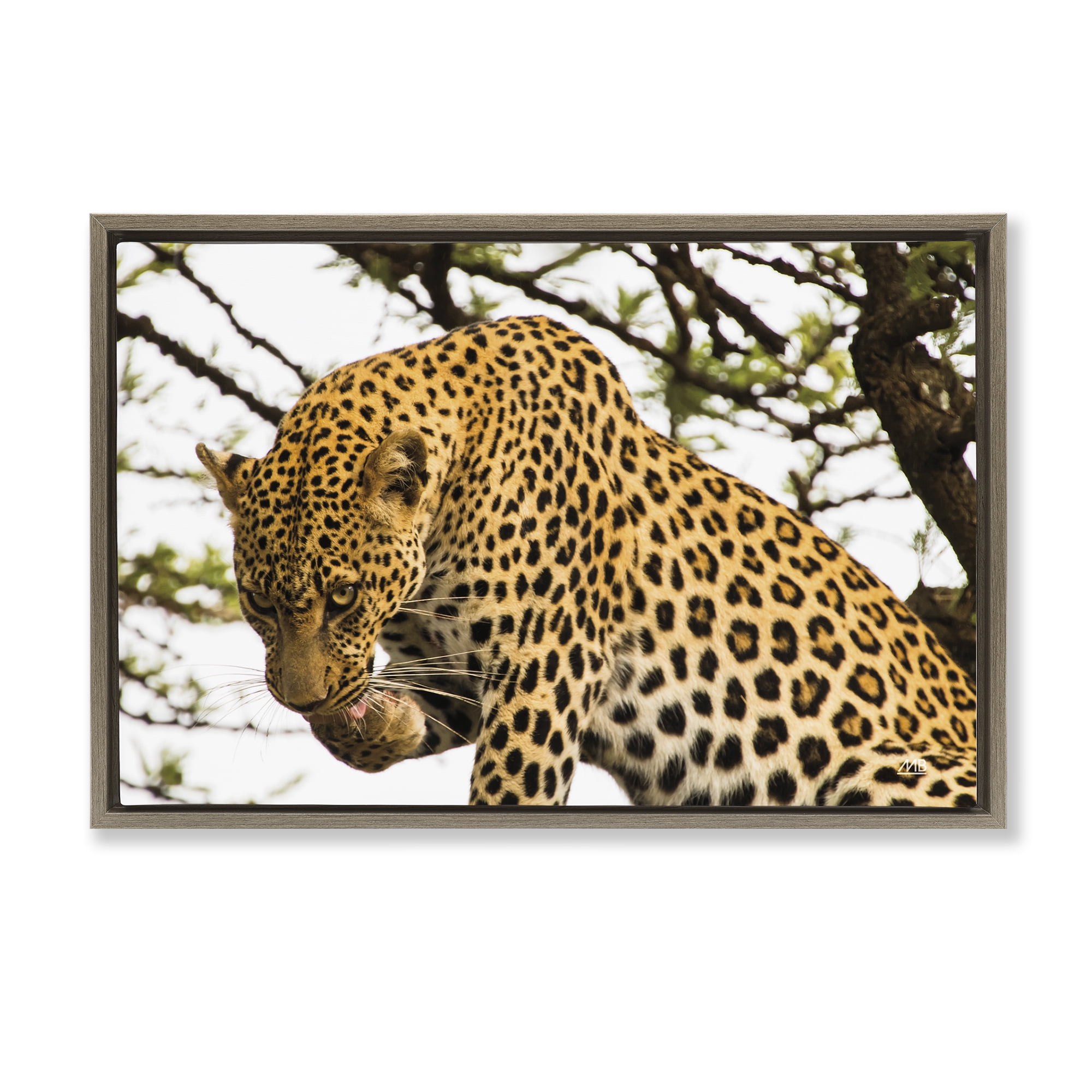 Stupell Industries Leopard After Lunch Animals Photography Brown Floater Framed Canvas Art Print Wall Art, 25 x 17