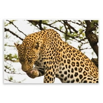 Stupell Industries Leopard After Lunch Animals Photography Unframed Art Print Wall Art, 15 x 10