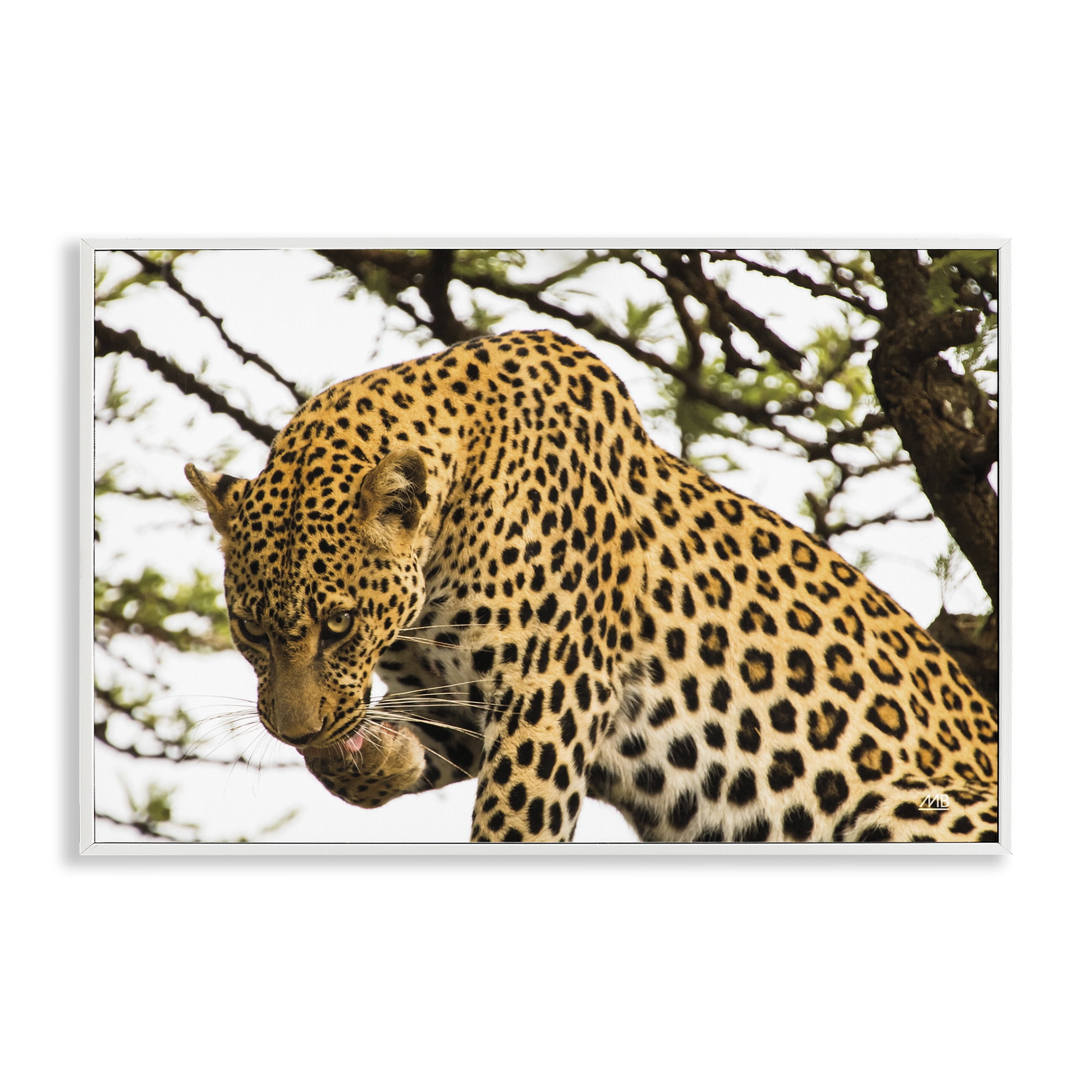Stupell Industries Leopard After Lunch Animals Photography White Framed Art Print Wall Art, 18 x 12