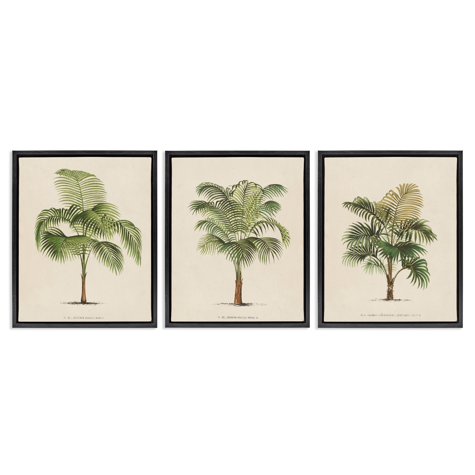 Stupell Industries Les Palmiers Botanical Trio Botanical & Floral Painting Black Floater Framed Canvas Art Print Wall Art, 25 x 31, Set of 3