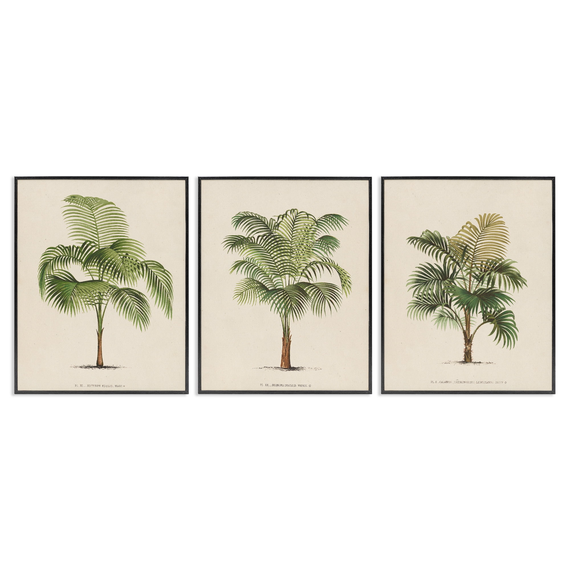 Les Palmiers Botanical Trio Black Framed Canvas Art Set