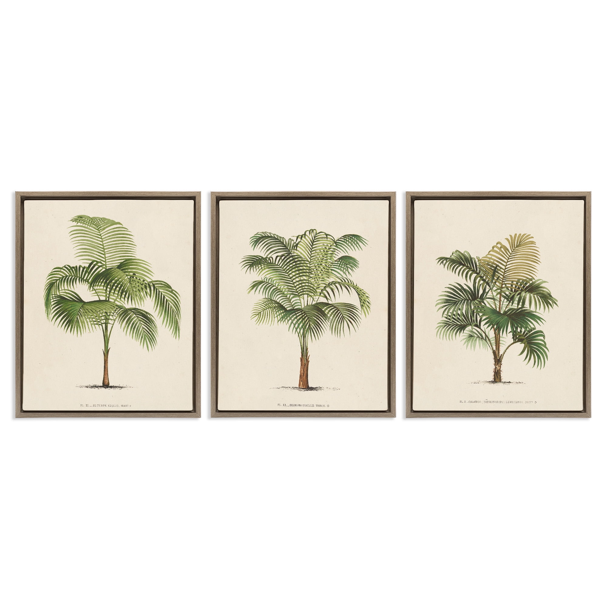 Stupell Industries Les Palmiers Botanical Trio Botanical & Floral Painting Brown Floater Framed Canvas Art Print Wall Art, 17 x 21, Set of 3